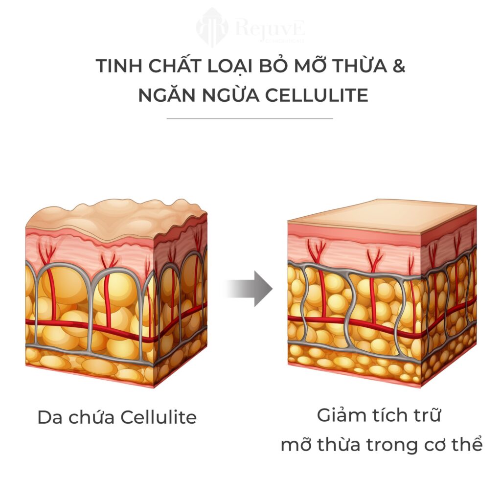 Corporal thermo lipo cong dung