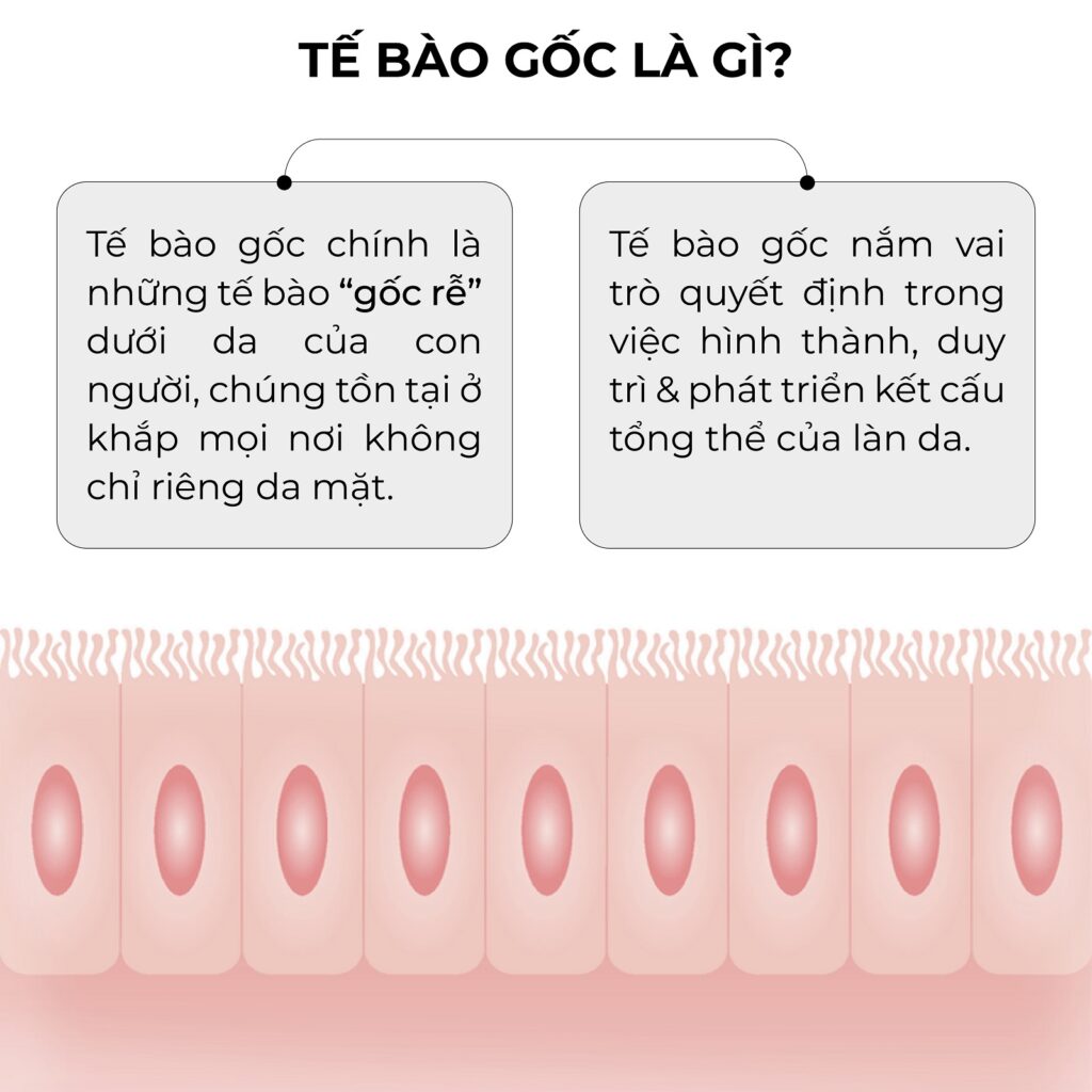 Tế bào gốc là gì Rejuve