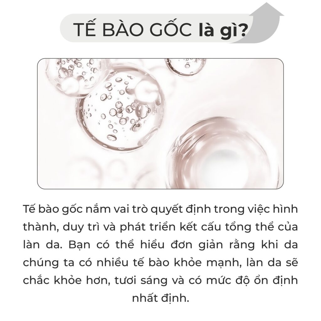 TẾ BÀO GỐC TỐT NHẤT 