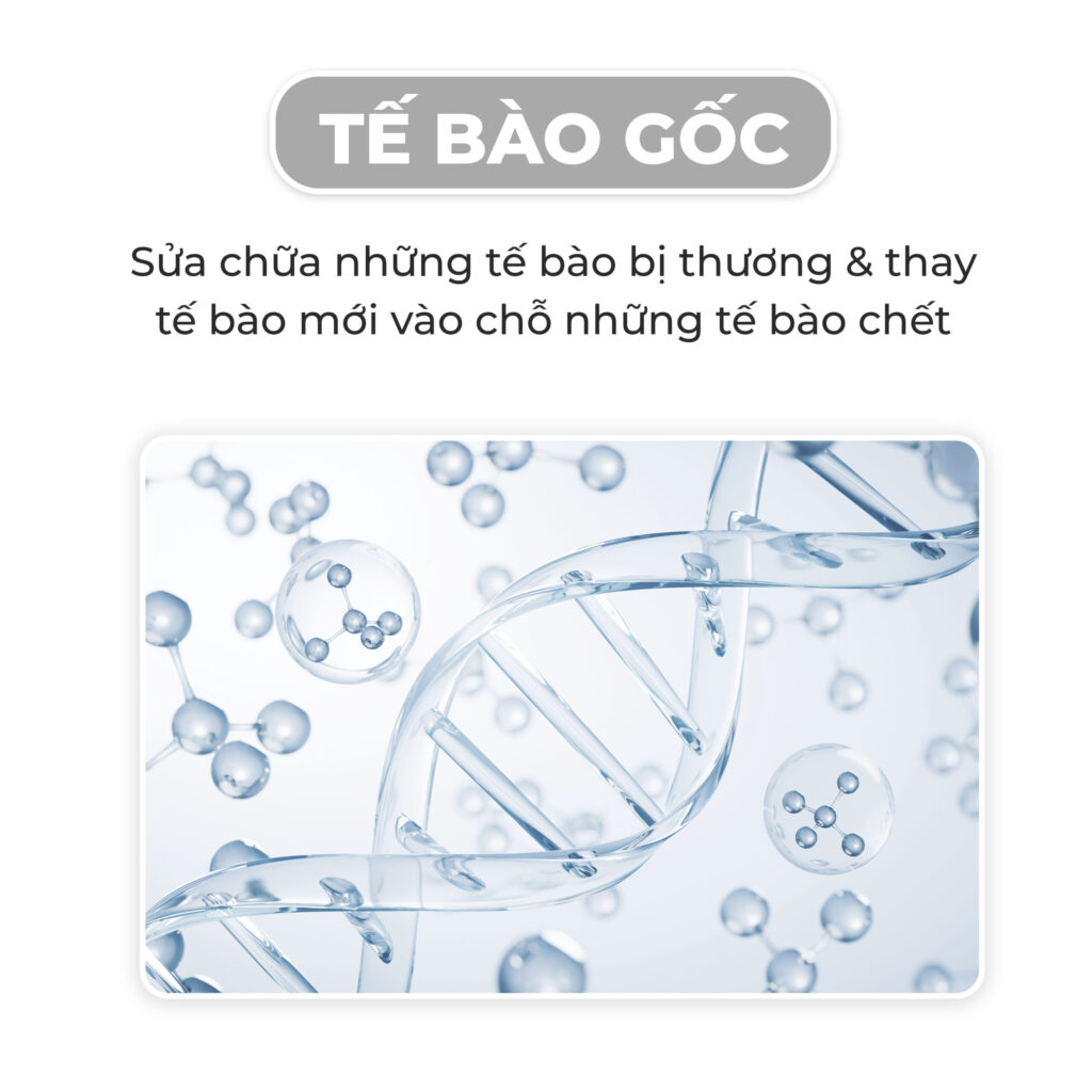 te bao goc duong da stem cell booster 1